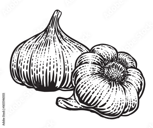 Hand-Drawn Vintage Garlic Illustration – Whole Bulbs and Cloves in Black and White Ink Style
