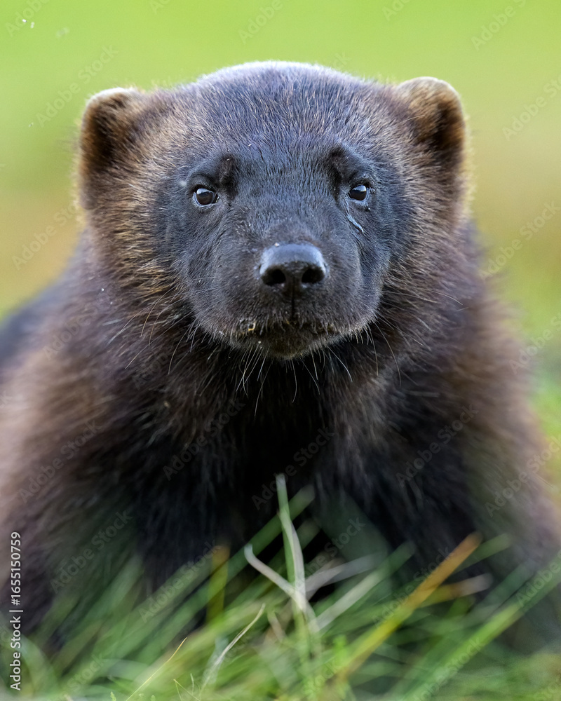 Fototapeta premium Wolverine (Gulo gulo) portrait at summer