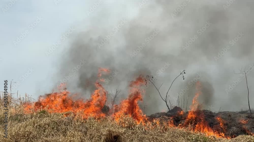 incêncio em chamas em mata, préjuizos ambientais 