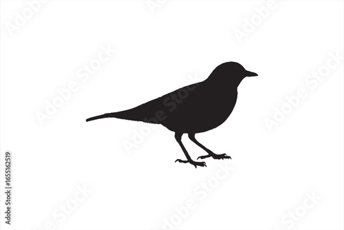 crow on a branch