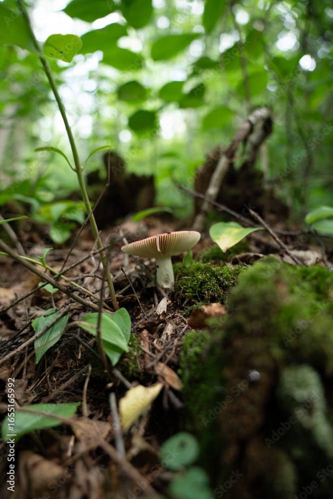 Obraz premium Wild Mushroom on Forest Floor