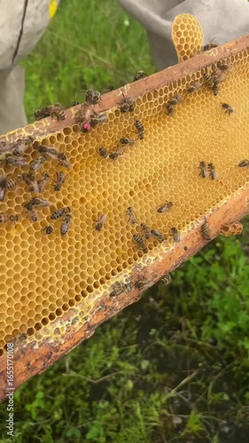 a frame with honeycombs and honey on which bees crawl