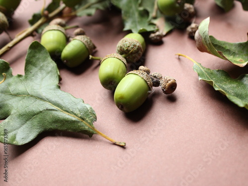 Quadro em tela Acorns and oak tree leafs on a brown background! Acorns are poison if ingested by cattle and sheep