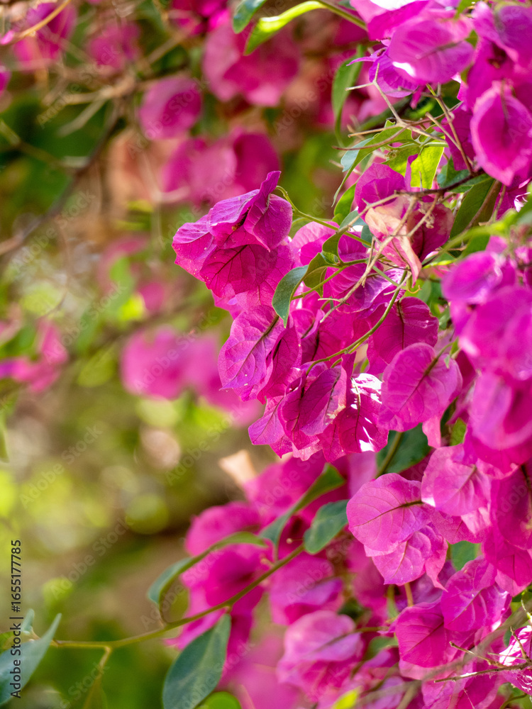 Naklejka premium pink bougainvillae flowers in the garden