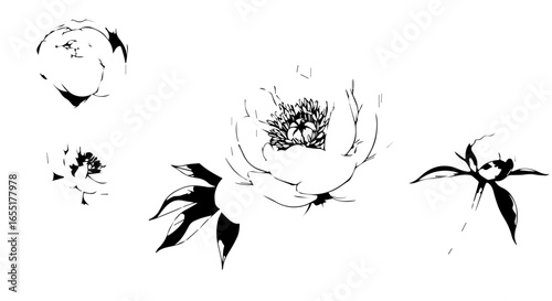 Set of four handdrawn peony flowers and buds in a minimalist black ink sketch style 1.