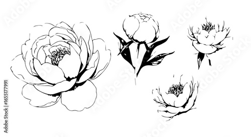 Set of four handdrawn peony flowers and buds in a minimalist black ink sketch style.