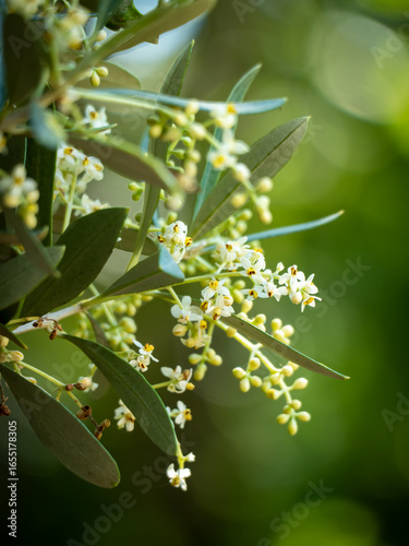Flowering olive tree