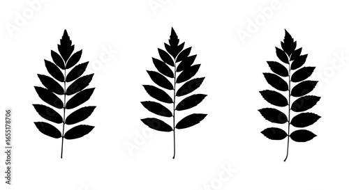 Set of three black pinnate compound leaf silhouettes with serrated edges.