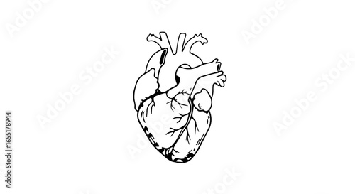 Simple black and white line art illustration of an anatomical human heart with visible arteries.