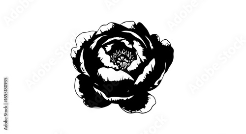 Stylized black and white peony flower illustration with intricate layered petals and a detailed center.