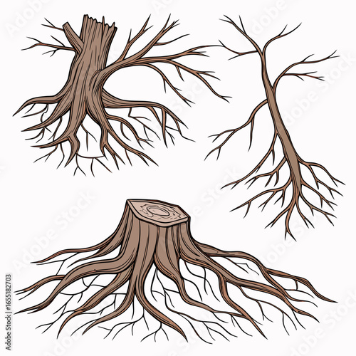 Various brown tree or shrub roots. Parts of plant, root system with tree stump. Dendrology, study of woody plants. Sketch drawing. Vector illustration