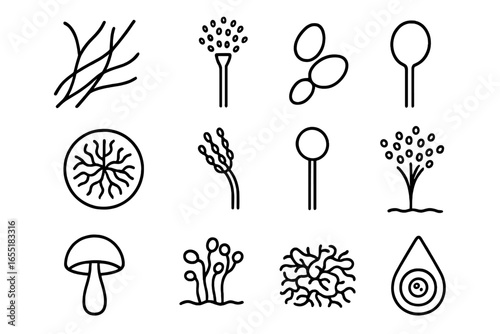 Fungal Structure Icons. Line style icons of fungal structures: hyphae strands, spore-producing head, yeast budding, fungal colony,
