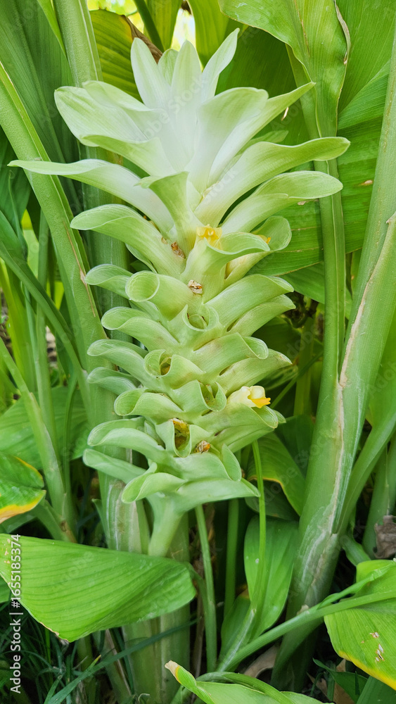 Obraz premium Ginger flower (Zingiber officinale) is a rare sight, and it's part of the ginger plant typically grows in tropical regions. It has a layered, pale green-to-white structure among its green leaves