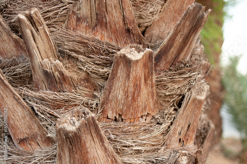 palm tree trunk closeup texture
