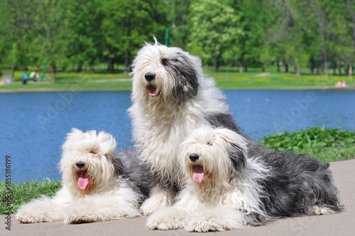 Three old english sheepdogs portrait in summer park