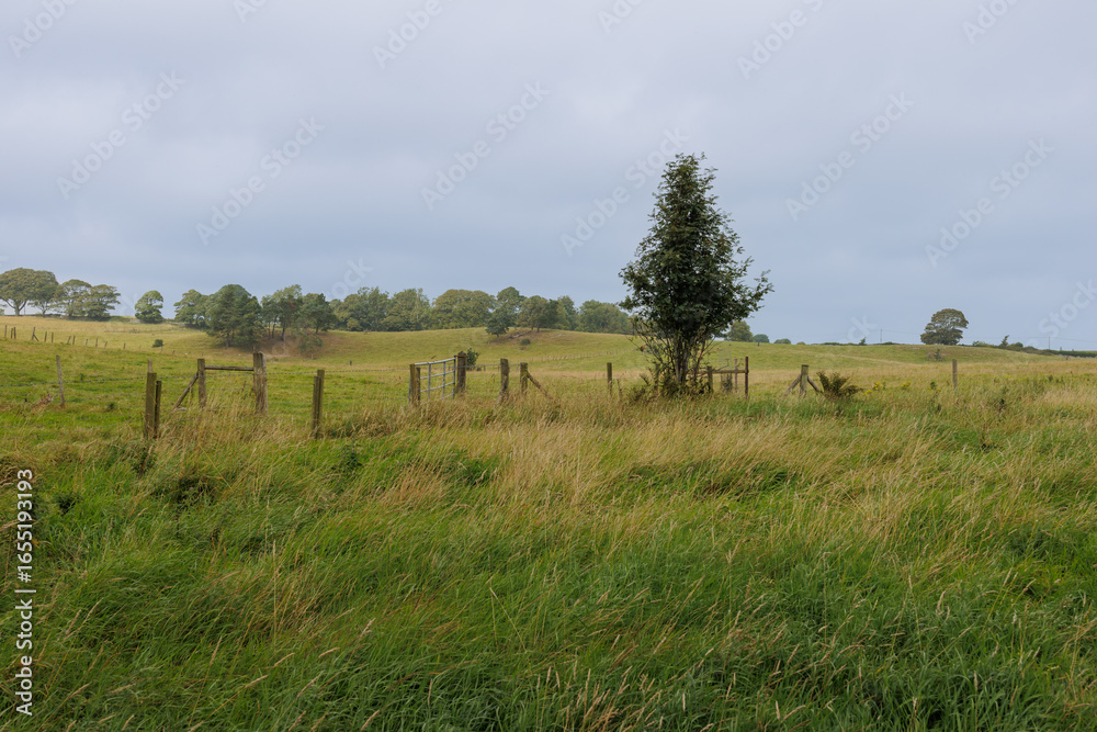 Fototapeta premium A summer countryside landscape in Northern Ireland with trees and rolling hills.