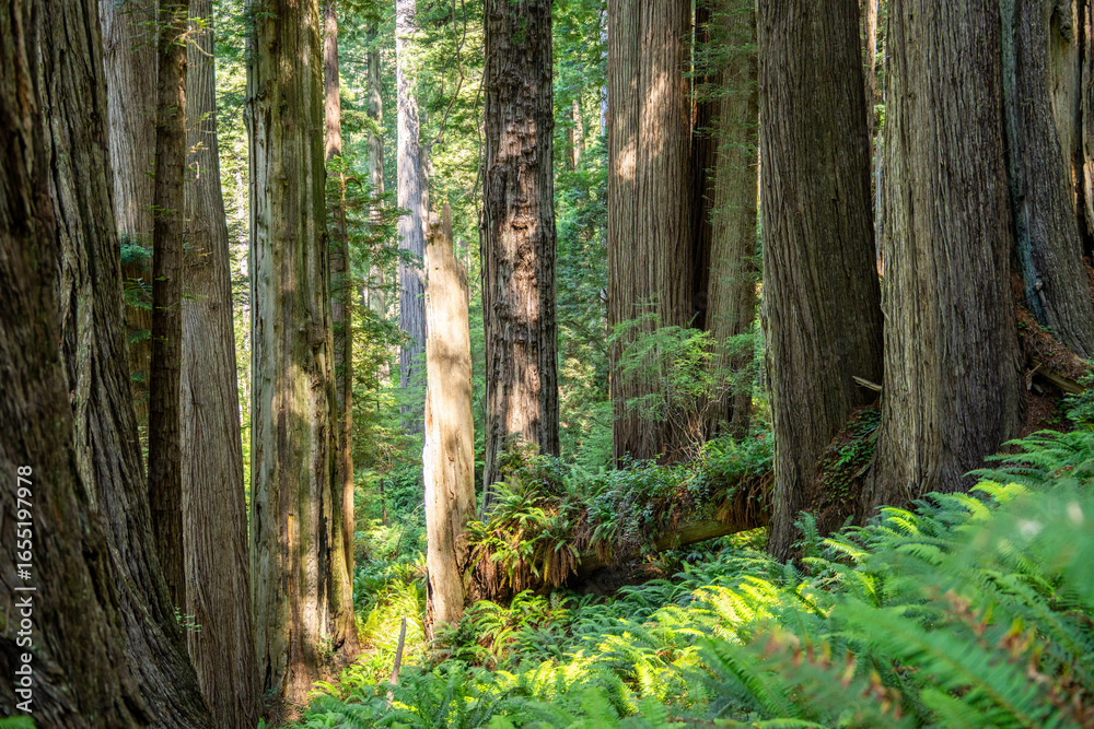 Fototapeta premium Majestic Giants of Redwood National Park, Pacific Northwest Forest