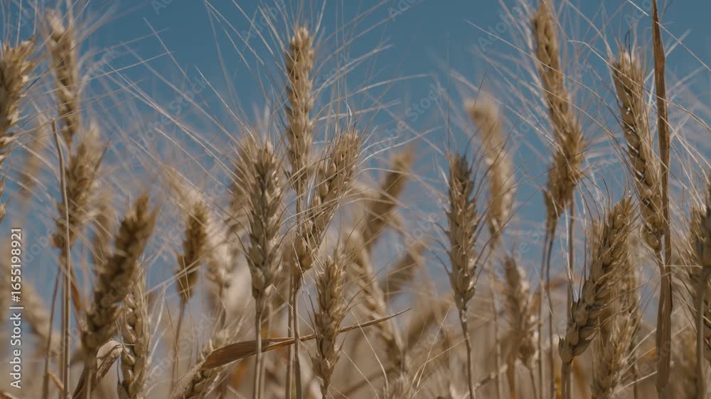agriculture, ripe ears of wheat against blue sky, farm for growing grains for grinding flour, production of bread and beer products, organic seeds rural areas, whole grain varieties grown plantations. agriculture, ripe ears of wheat against blue sky, farm for growing grains for grinding flour, production of bread and beer products, organic seeds rural areas, whole grain varieties grown plantations.