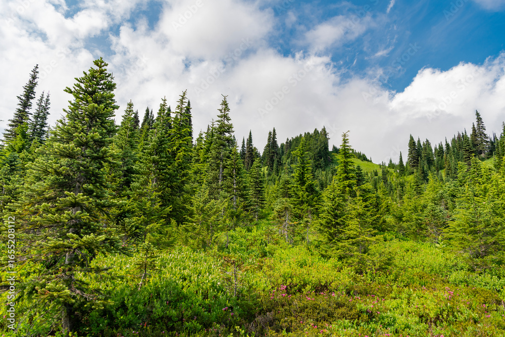 Fototapeta premium Nature mountain forest. Green forest wood landscape in mountain. Nature of mixed forest. Landscape of scenery nature. Scenic landscape woodland. Hill landscape with forest. Hill and meadow