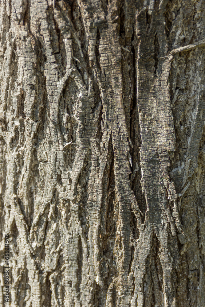 Fototapeta premium Textura de tronco de un árbol