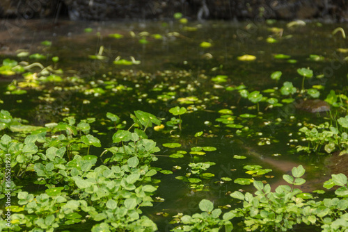Primer plano de vegetación acuática verde y hojas redondas flotando en un estanque de agua dulce tranquilo y oscuro.
