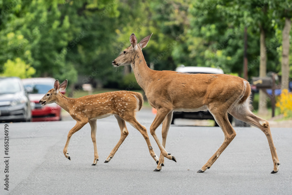 Obraz premium White-tailed deer doe and fawn White-tailed deer (Odocoileus virginianus) cross street in suburban neighborhood.