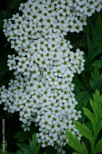 Spiraea