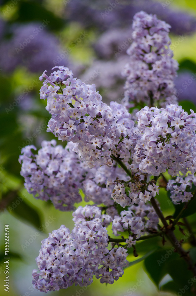 Obraz premium Lilac bush