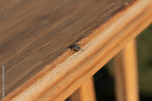 Obraz na płótnie fly on wood