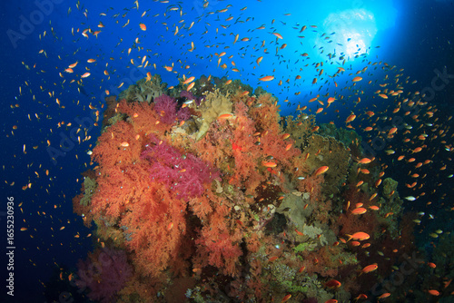 colorful scene of a coral reef teeming with marine life.