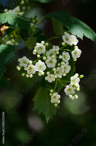 Hawthorn