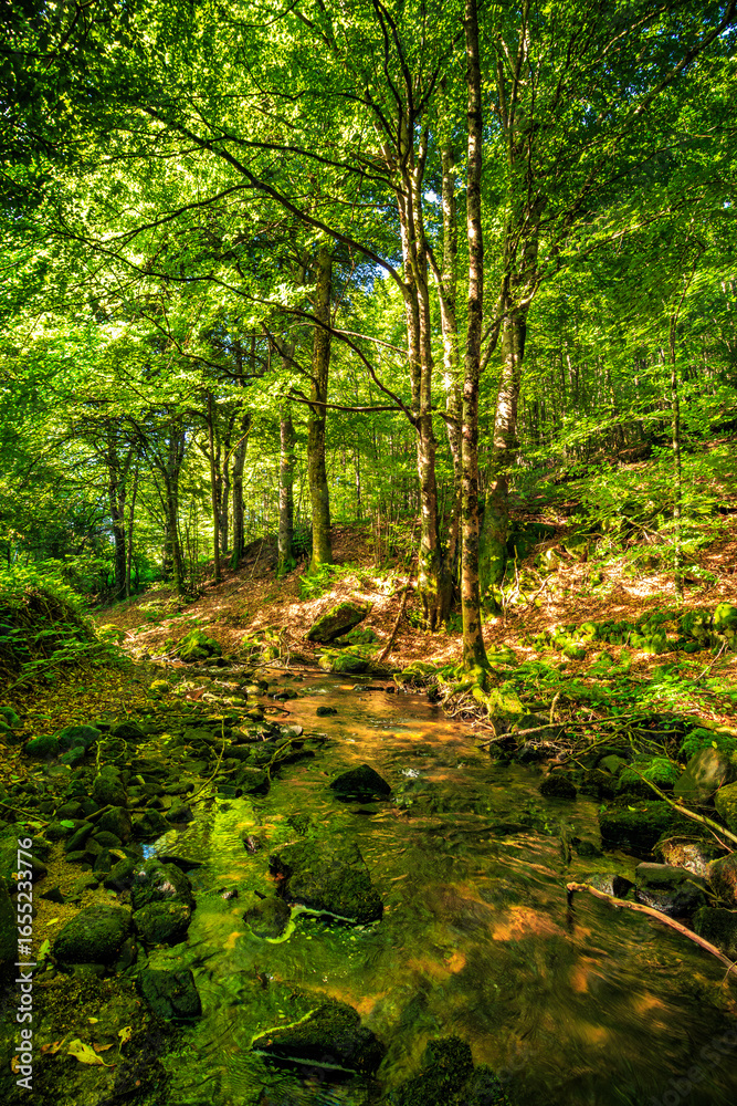 Tarn River in the commune of Lamontélarié in the South of France.
Undergrowth and green moss on rock with small waterfalls in the forest in summer.
Tarn River in the commune of Lamontélarié in the South of France.
Undergrowth and green moss on rock with small waterfalls in the forest in summer.