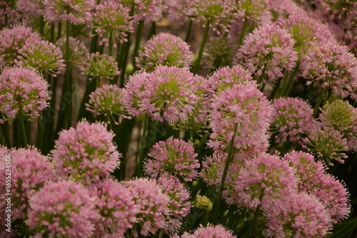 Close Up Floral Details Missouri Botanical Gardens - Purple 