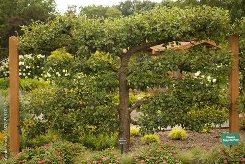 Apple Tree in the Garden