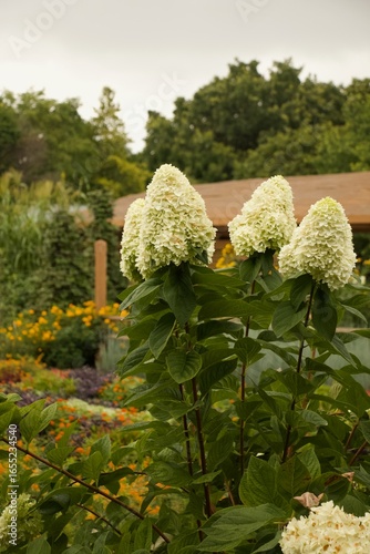 Hydrangea in Garden Missouri Botanical
