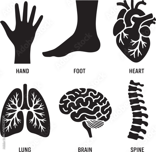 Human anatomy body parts black silhouettes brain health