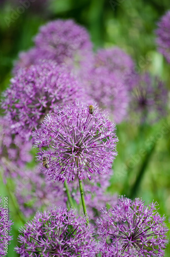 Decorative Allium Onion
