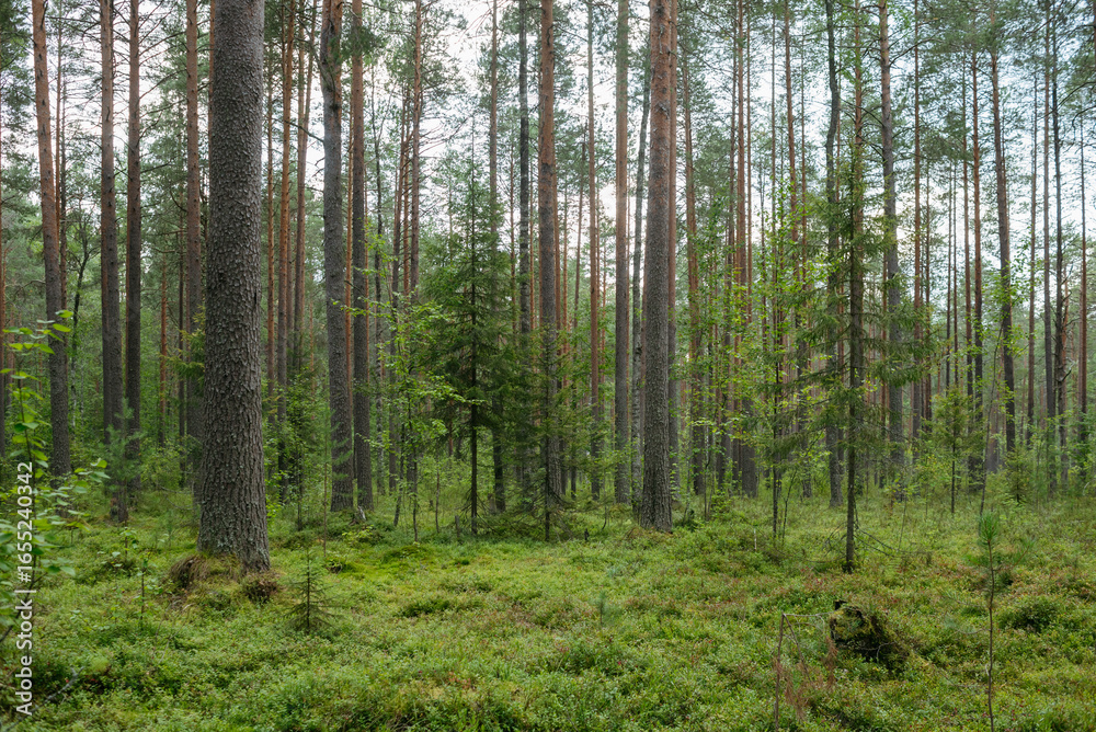 Fototapeta premium Swampy area