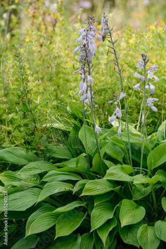 Flowers of the hosta ventricosa on the flower bed