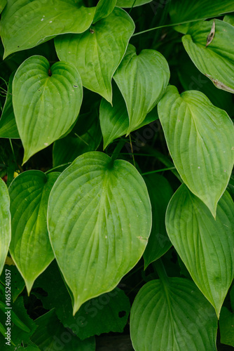 Flowers of the hosta ventricosa on the flower bed