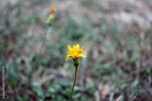 Yellow dandelion flower on a meadow with a blurred background. Close-up nature stock photo highlighting wildflower beauty and shallow depth of field