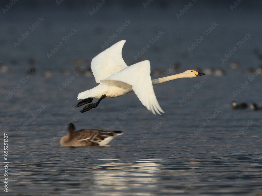 Fototapeta premium 湖を飛び立つ白鳥