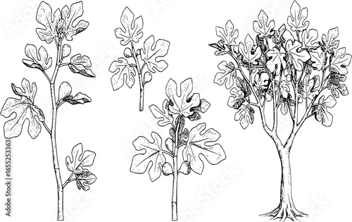 Fig graphic tree black white isolated sketch illustration vector
