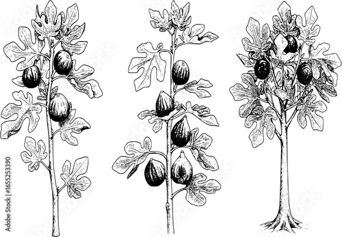 Fig graphic tree black white isolated sketch illustration vector
