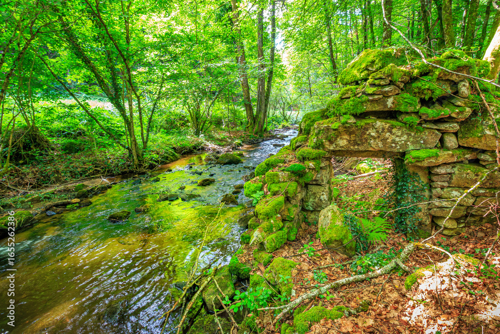 Obraz premium Tarn River in the commune of Lamontélarié in the South of France. Undergrowth and green moss on rock with small waterfalls in the forest in summer. 