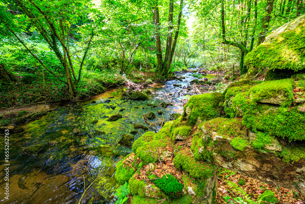 Obraz premium Tarn River in the commune of Lamontélarié in the South of France. Undergrowth and green moss on rock with small waterfalls in the forest in summer. 