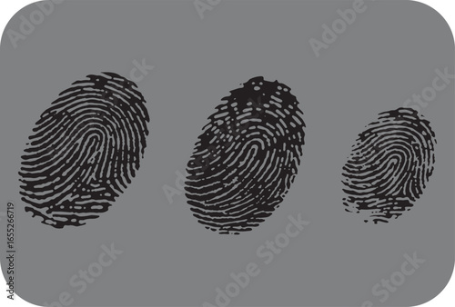 Three distinct fingerprint patterns showcasing unique ridge details and whorl formations on a neutral gray background representing individuality and identification