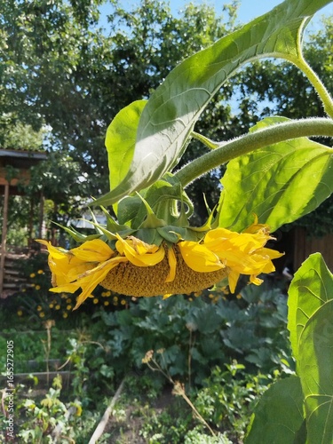 flower, nature, garden, bloom, flowers, blossom, flora, summer, sunflower