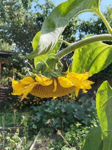 flower, nature, garden, bloom, flowers, blossom, flora, summer, sunflower