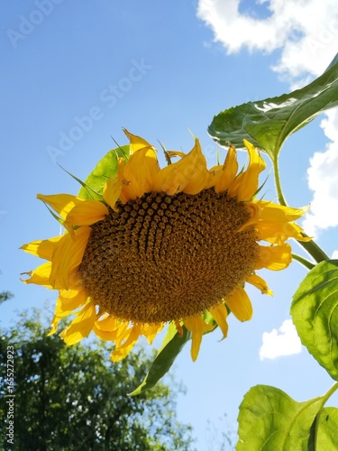 flower, nature, garden, bloom, flowers, blossom, flora, summer, sunflower